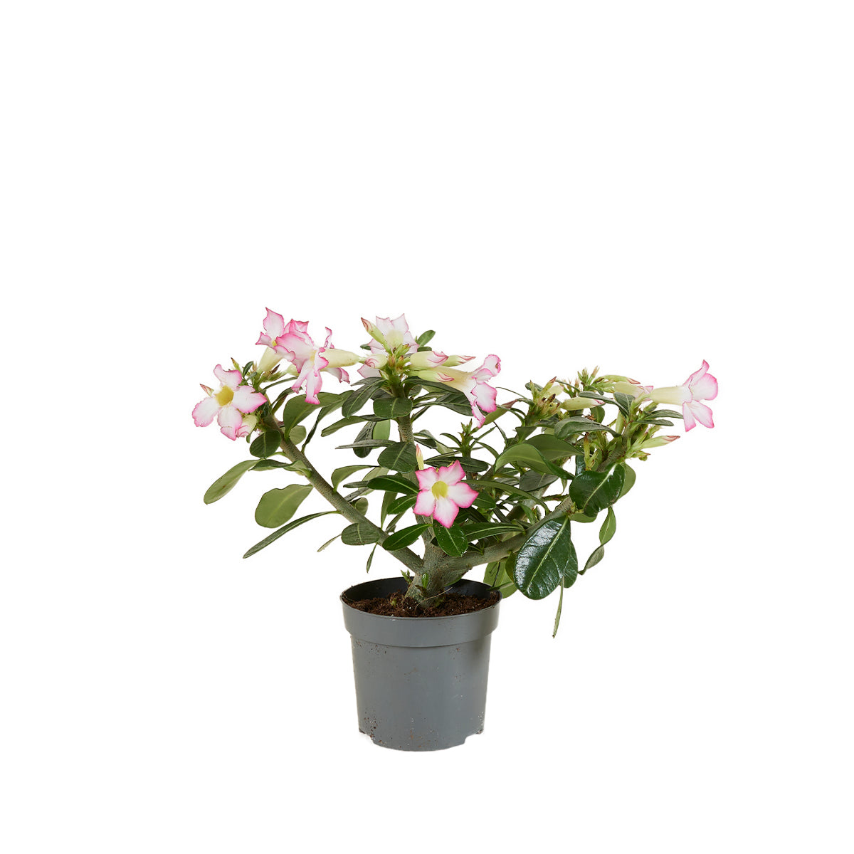 Adenium Obesum – Planta de interior