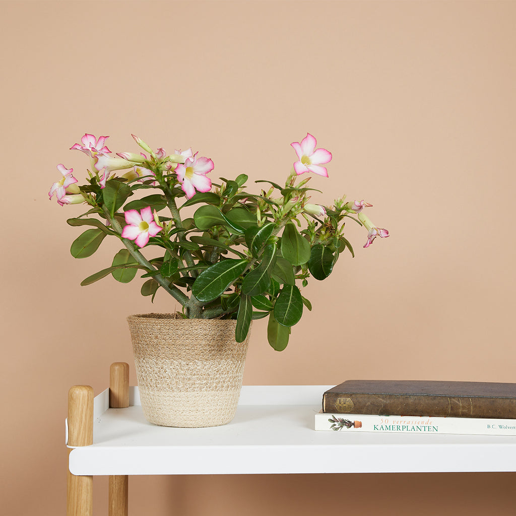 Adenium Obesum – Planta de interior