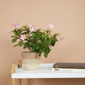 Adenium Obesum – Plante D'Intérieur