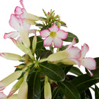 Adenium Obesum – Planta de interior