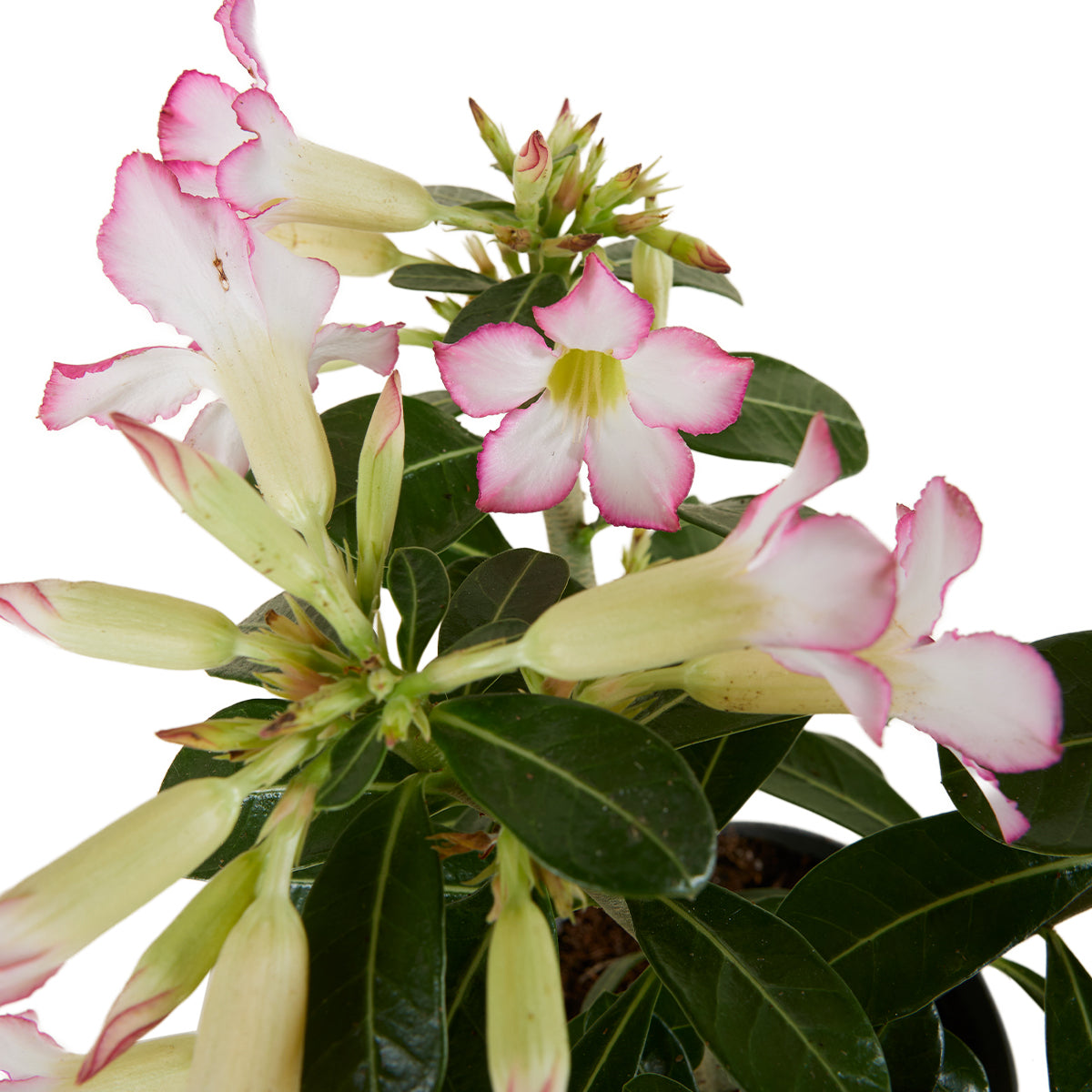Adenium Obesum – Planta de interior