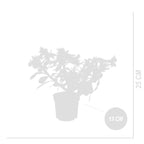 Adenium Obesum – Planta de interior