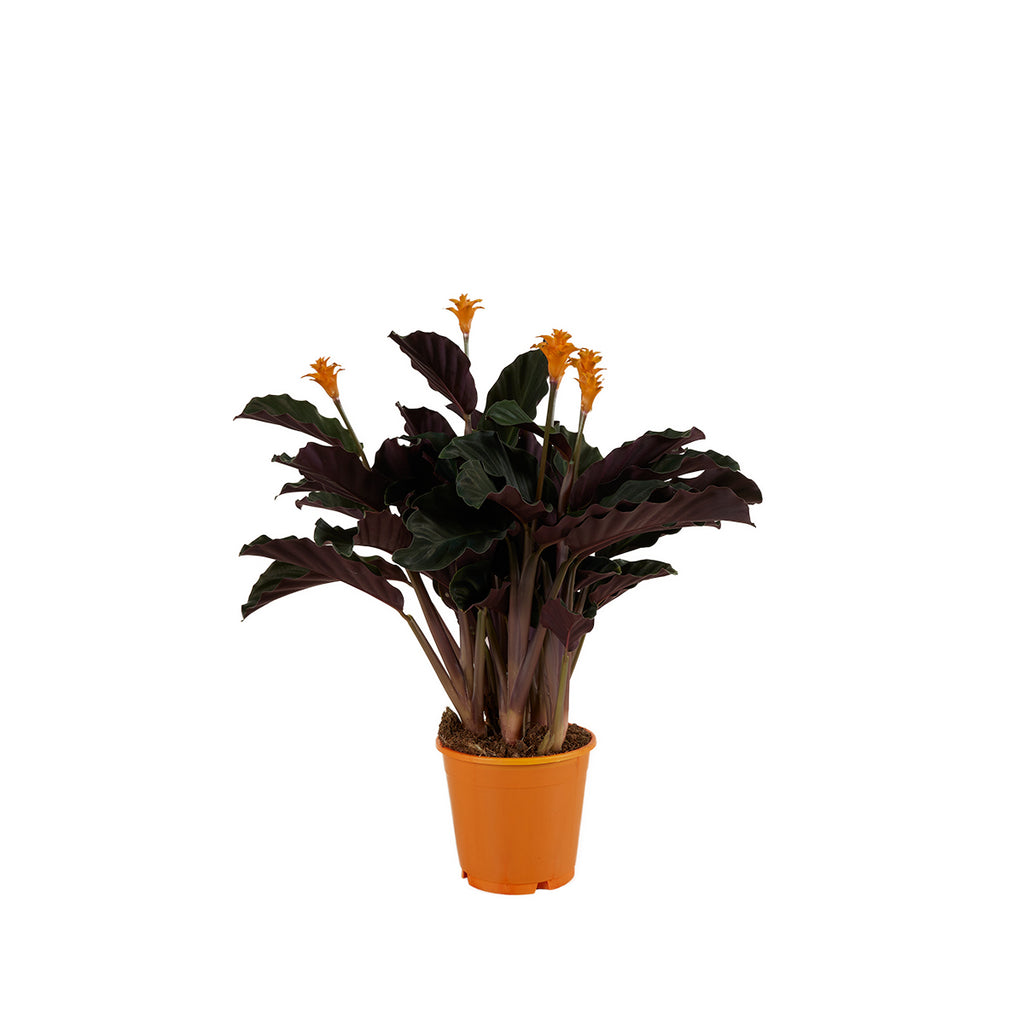 Calathea Crocata Candela – Planta de interior