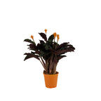 Calathea Crocata Candela – Planta de interior