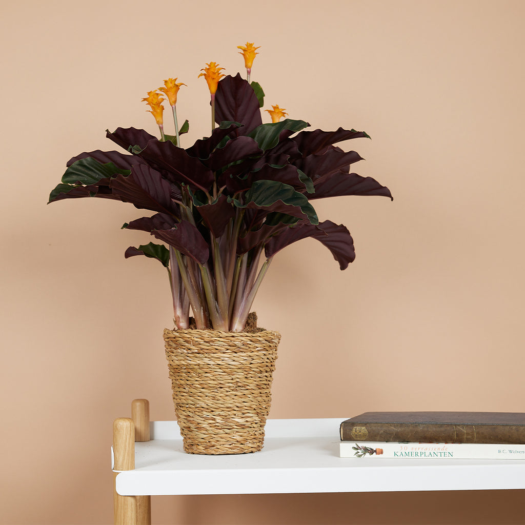 Calathea Crocata Candela – Planta de interior