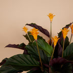 Calathea Crocata Candela – Planta de interior