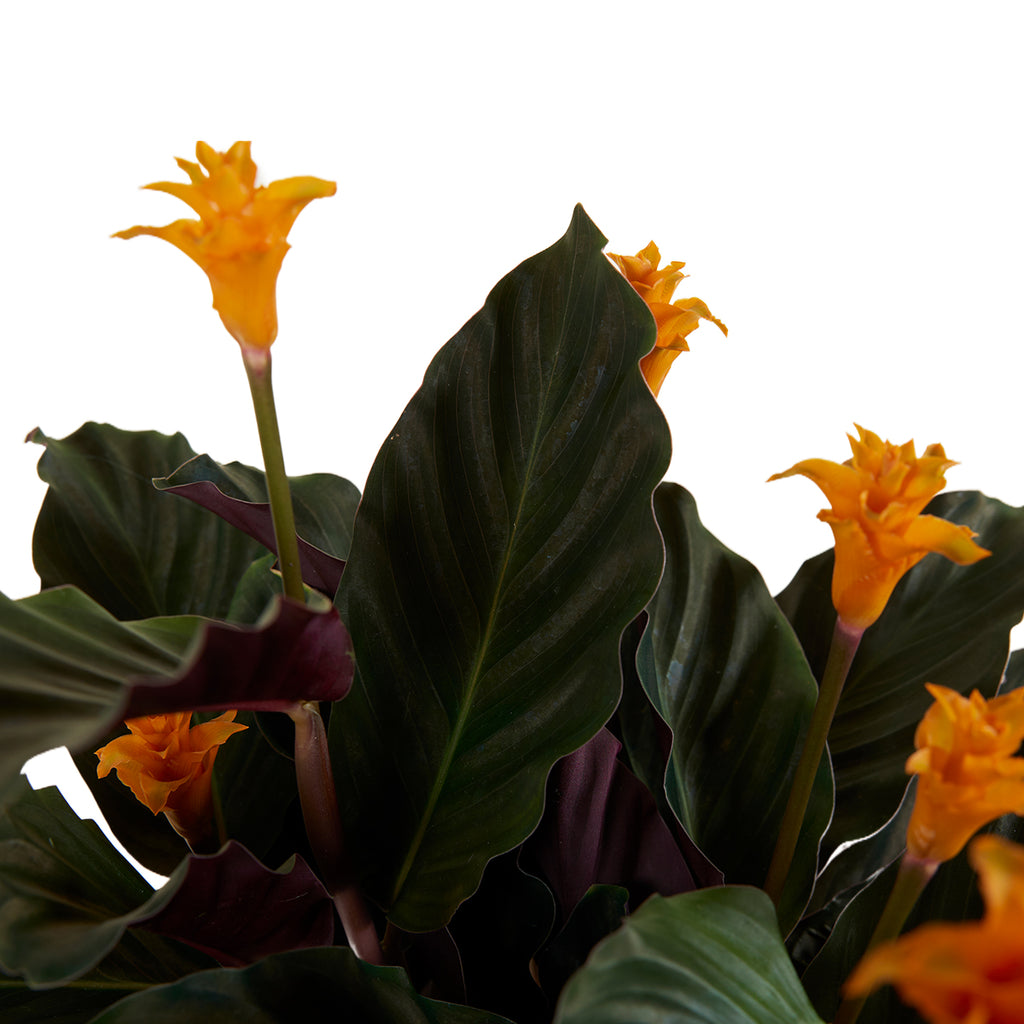 Calathea Crocata Candela – Planta de interior