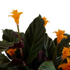 Calathea Crocata Candela – Planta de interior