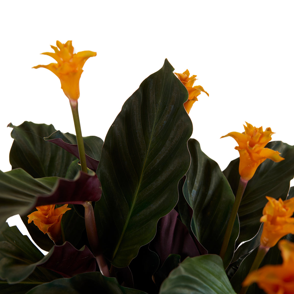 Calathea Crocata Candela – Planta de interior