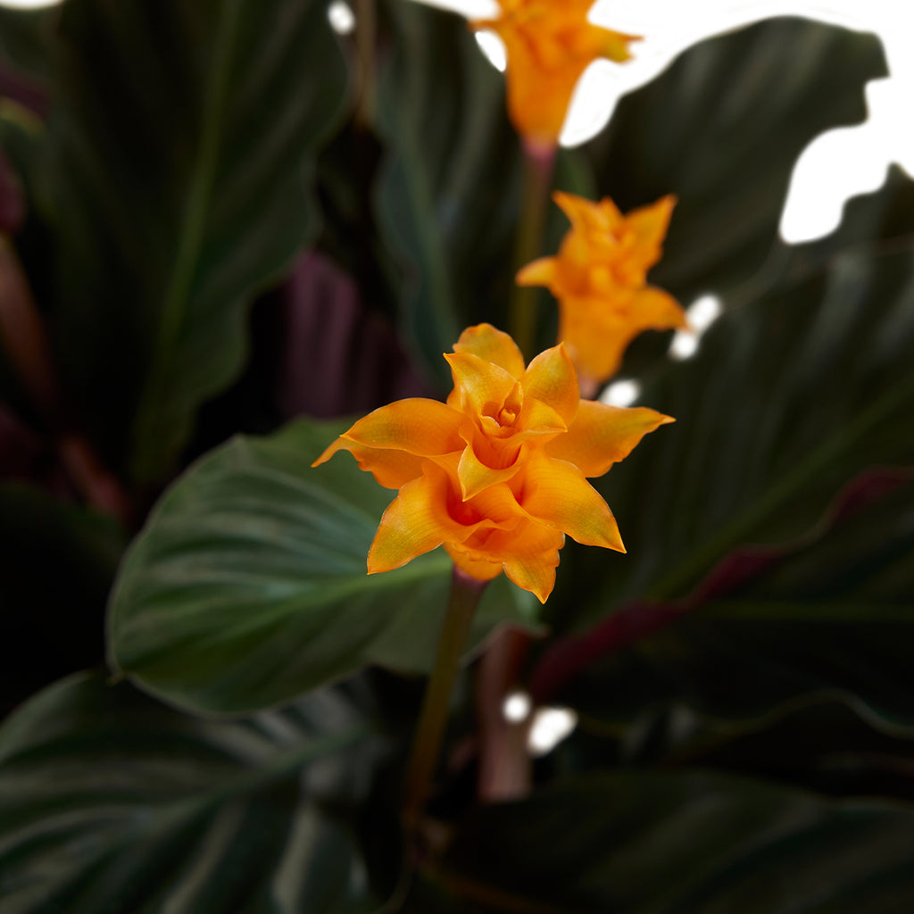 Calathea Crocata Candela – Planta de interior