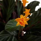 Calathea Crocata Candela – Planta de interior