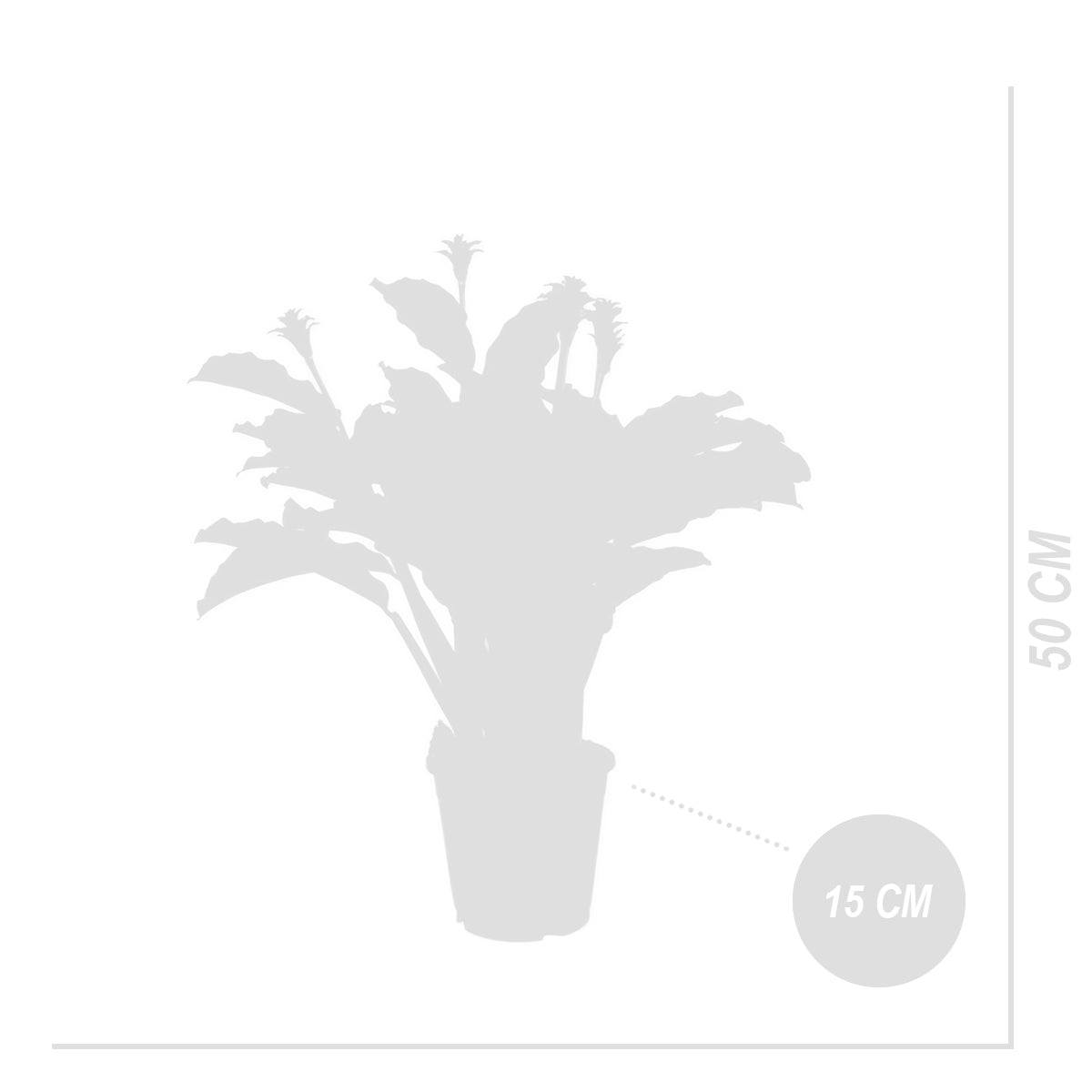 Calathea Crocata Candela – Planta de interior