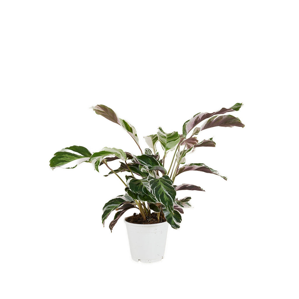 Calatea Fusion White – Planta de interior