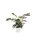 Calatea Fusion White – Planta de interior