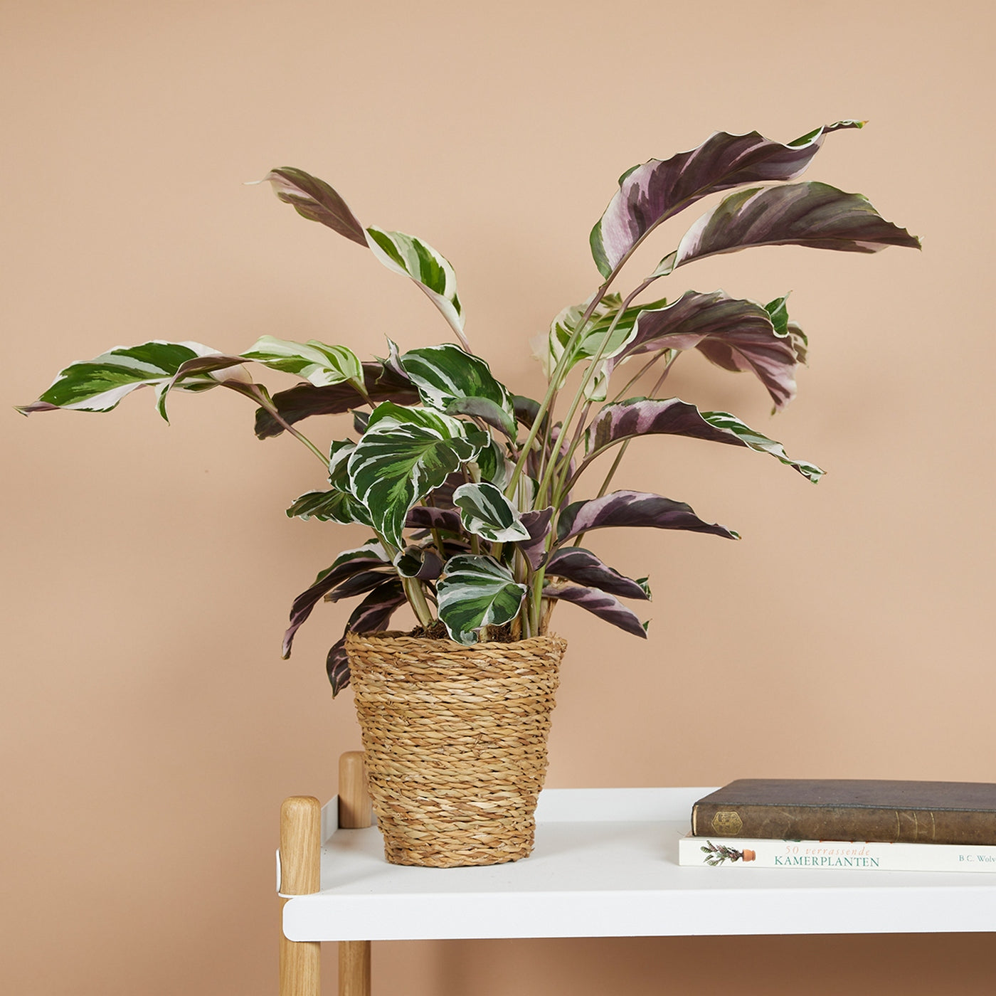 Calatea Fusion White – Planta de interior