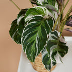 Calatea Fusion White – Planta de interior