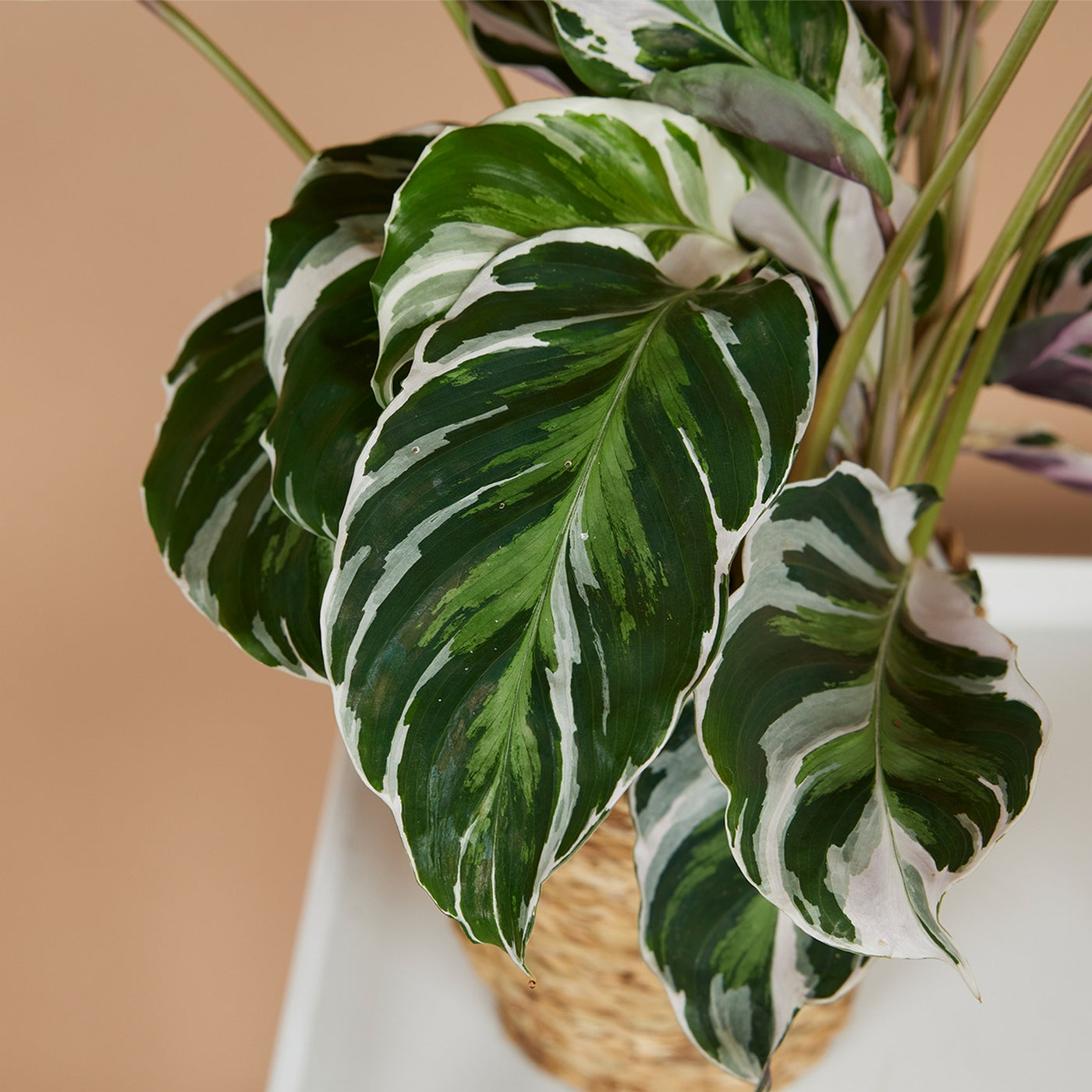 Calatea Fusion White – Planta de interior