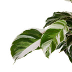 Calatea Fusion White – Planta de interior