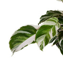 Calathea Fusión Blanco
