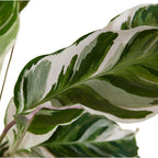 Calatea Fusion White – Planta de interior