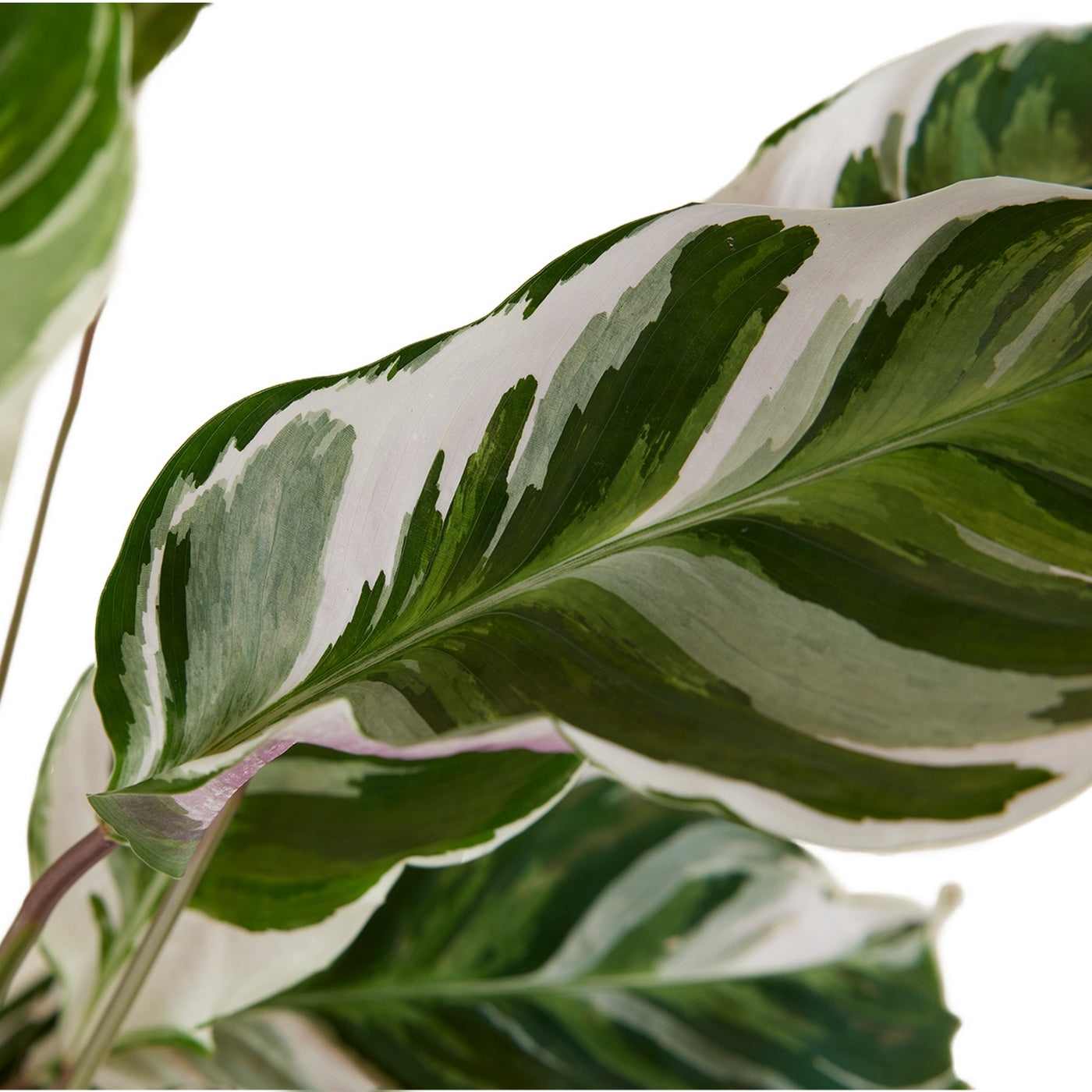Calatea Fusion White – Planta de interior
