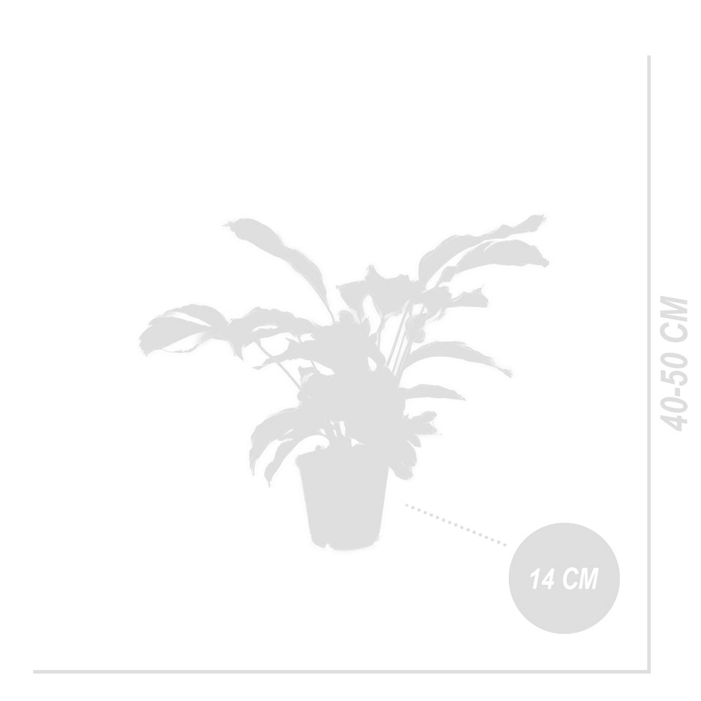 Calatea Fusion White – Planta de interior