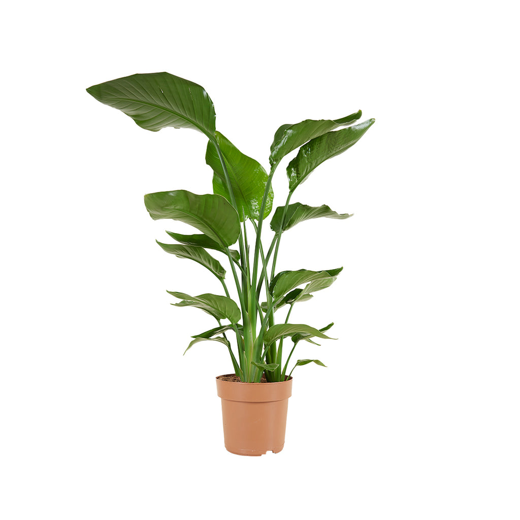 Strelitzia Nicolai – Plante D'Intérieur