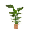 Strelitzia Nicolai – Plante D'Intérieur