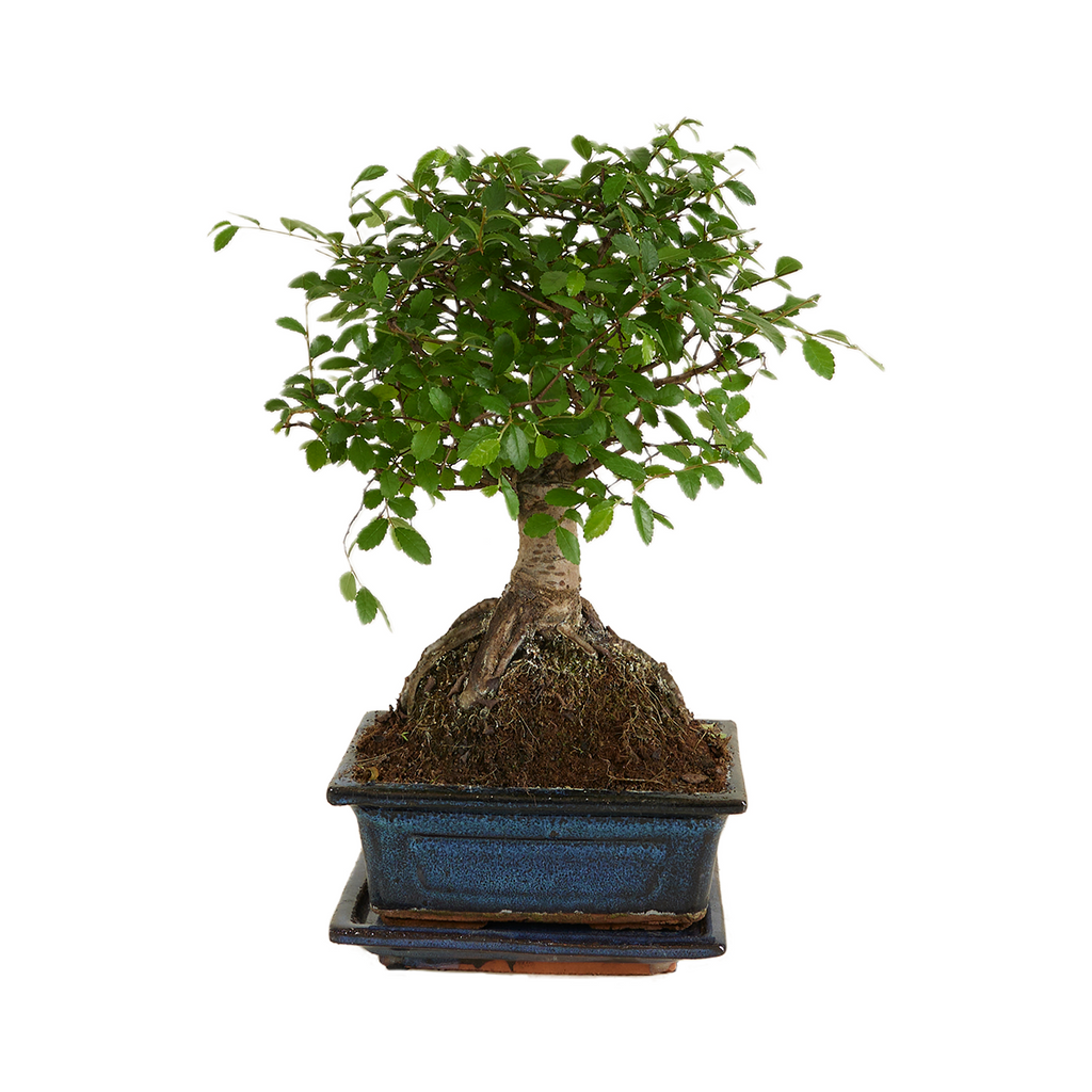 Zelkova Ball – Houseplant