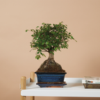 Zelkova Ball – Houseplant