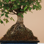 Zelkova Ball – Houseplant