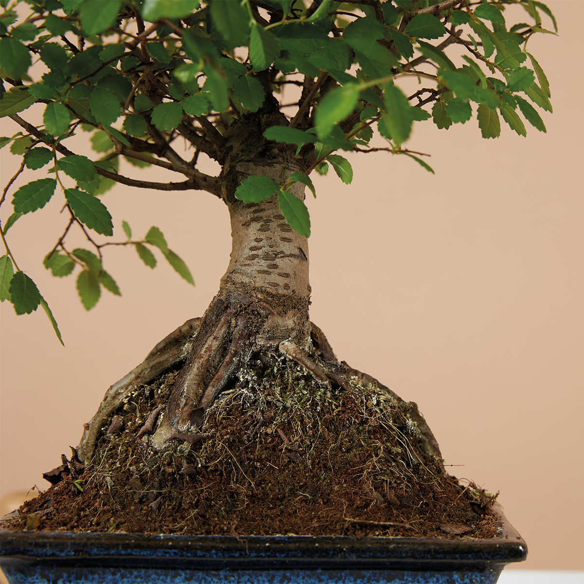 Zelkova Ball – Houseplant