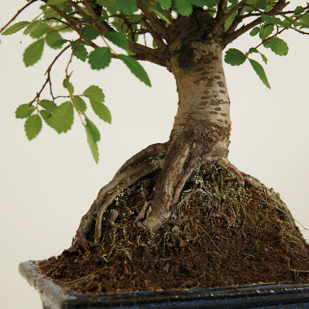 Zelkova Ball – Houseplant