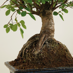 Zelkova Ball – Houseplant