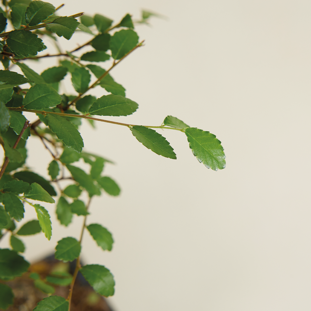 Zelkova Ball – Houseplant