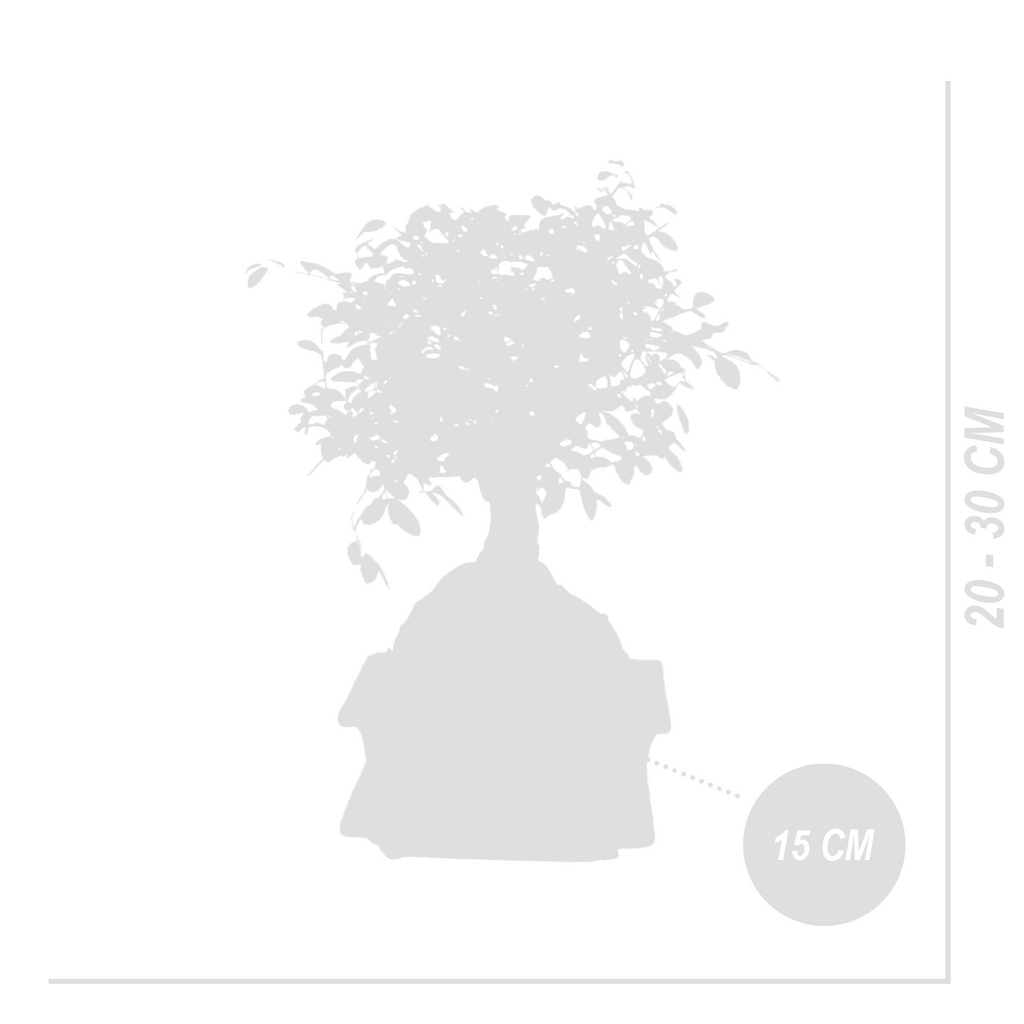 Zelkova Ball – Houseplant