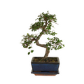 S-Shaped Zelkova – Indoor Plant
