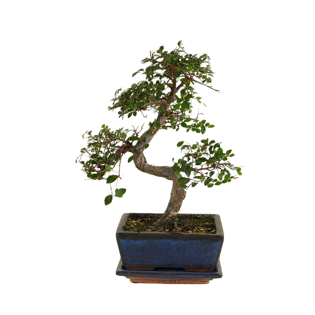 S-Shaped Zelkova – Indoor Plant