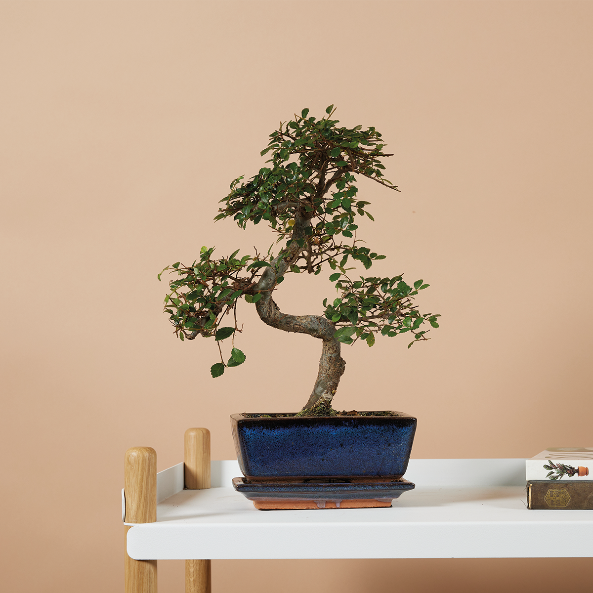 S-Shaped Zelkova – Indoor Plant