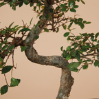 S-Shaped Zelkova – Indoor Plant
