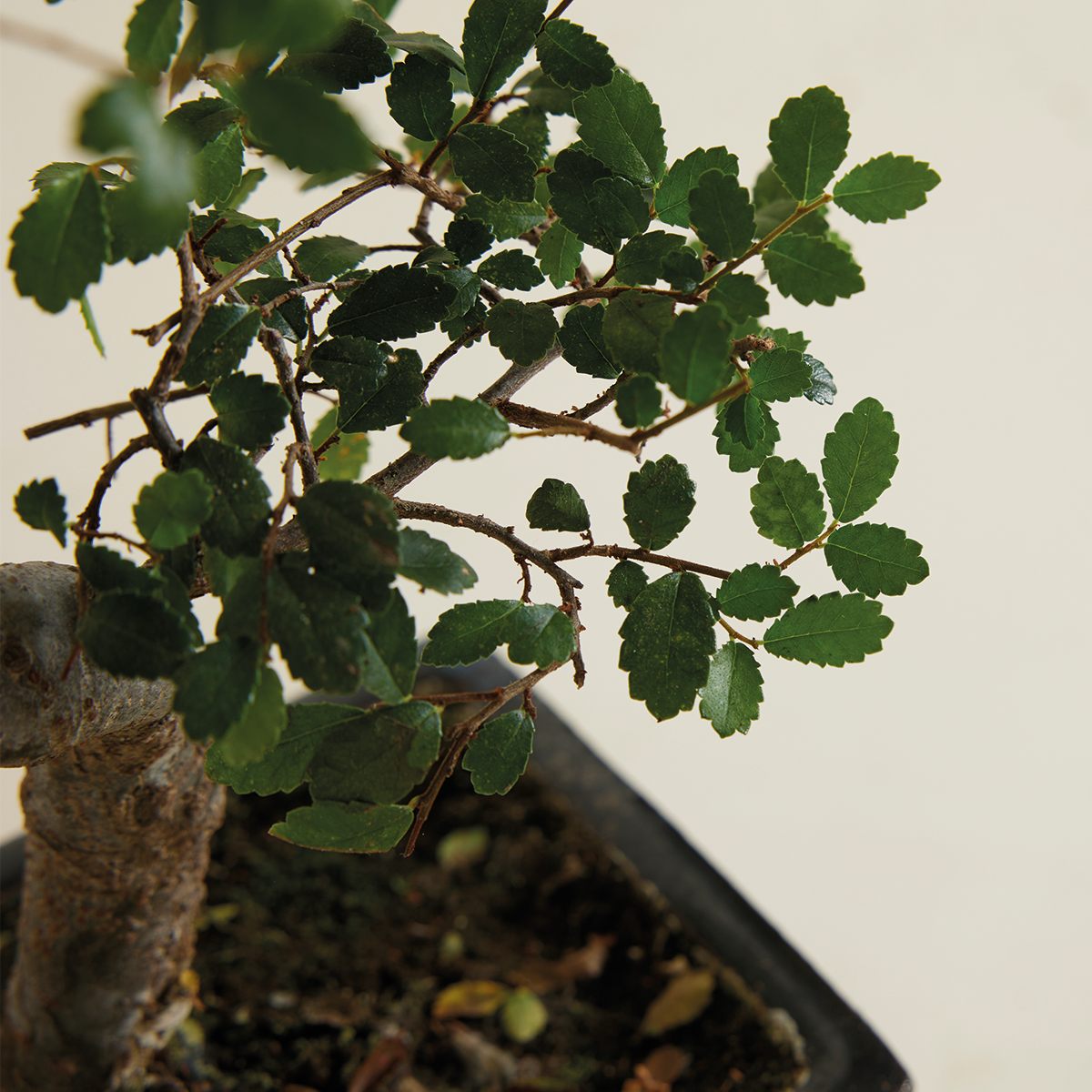 S-Shaped Zelkova – Indoor Plant