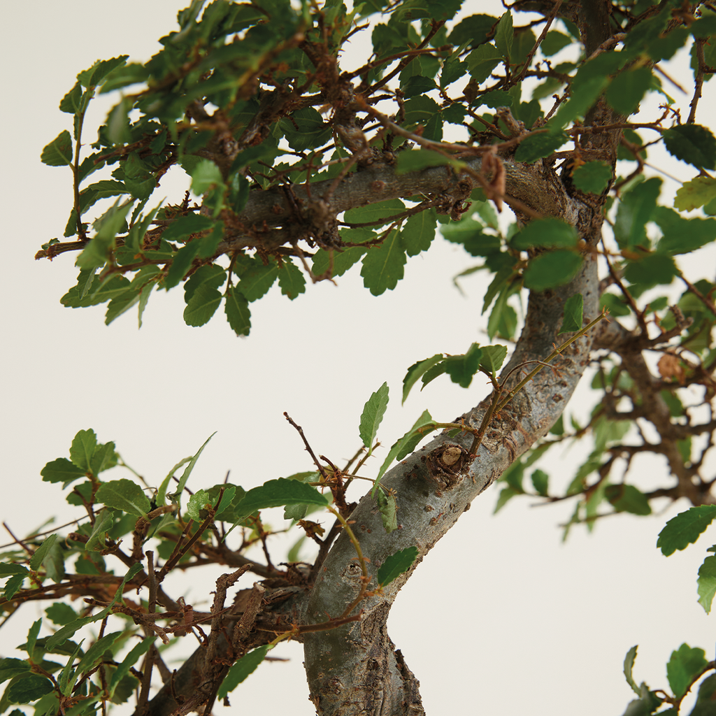 S-Shaped Zelkova – Indoor Plant