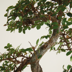 S-Shaped Zelkova – Indoor Plant