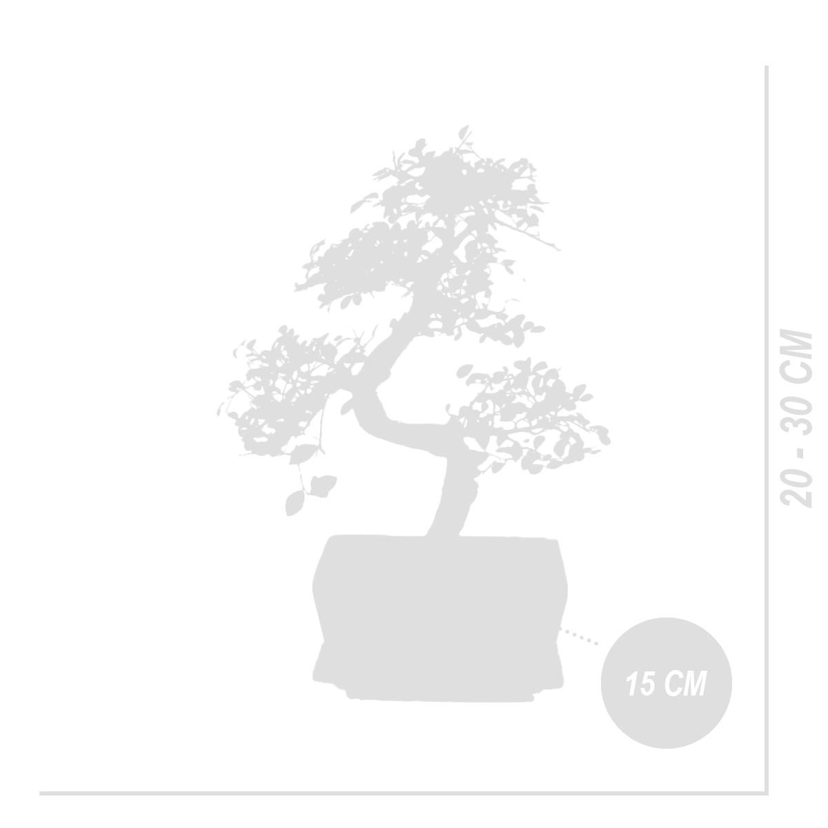 S-Shaped Zelkova – Indoor Plant