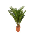 Cycas Revoluta – Indoor Plant