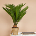 Cycas Revoluta – Indoor Plant