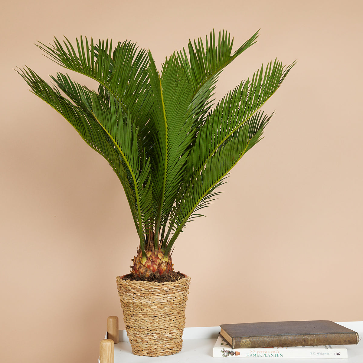Cycas Revoluta – Indoor Plant