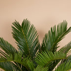 Cycas Revoluta – Indoor Plant
