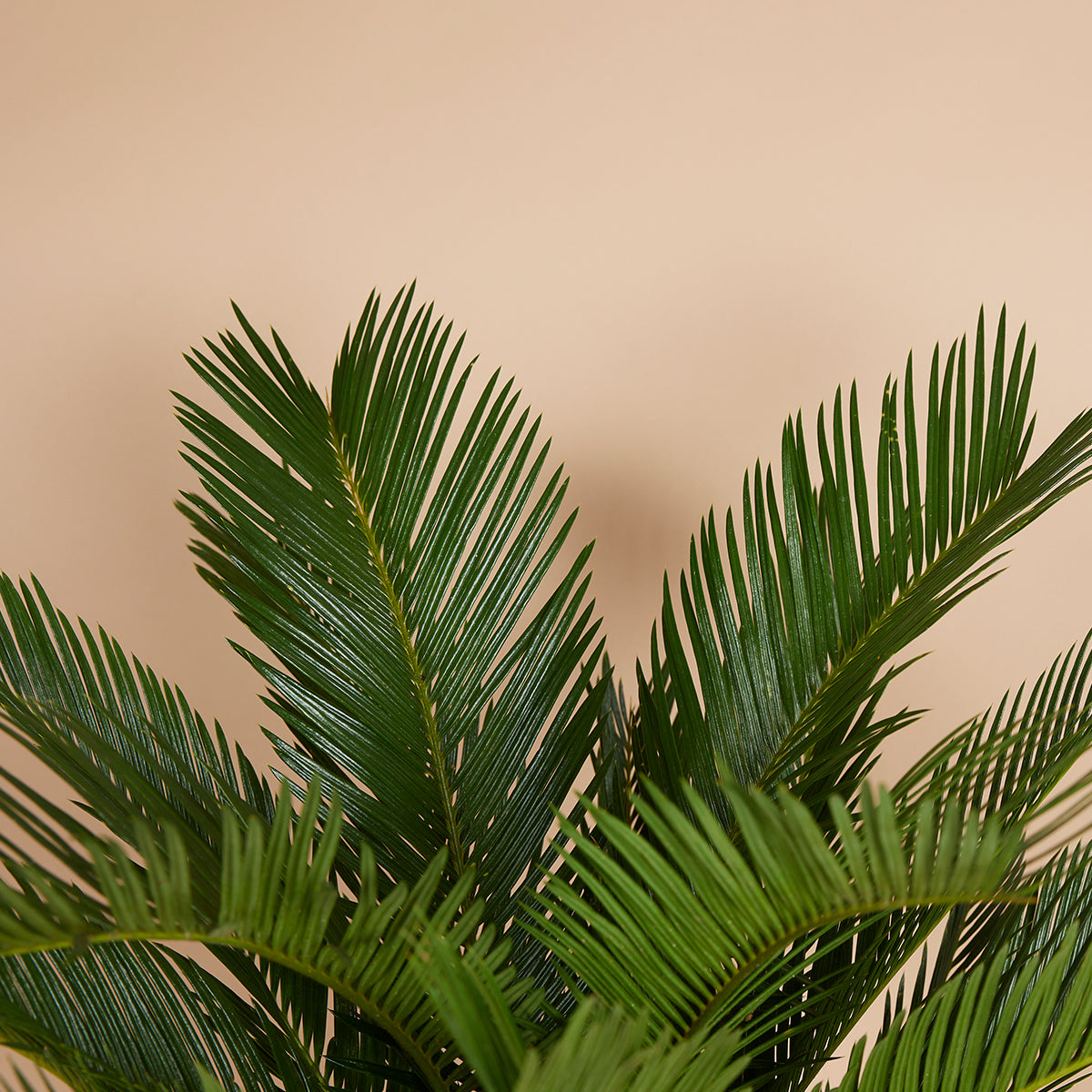 Cycas Revoluta – Indoor Plant
