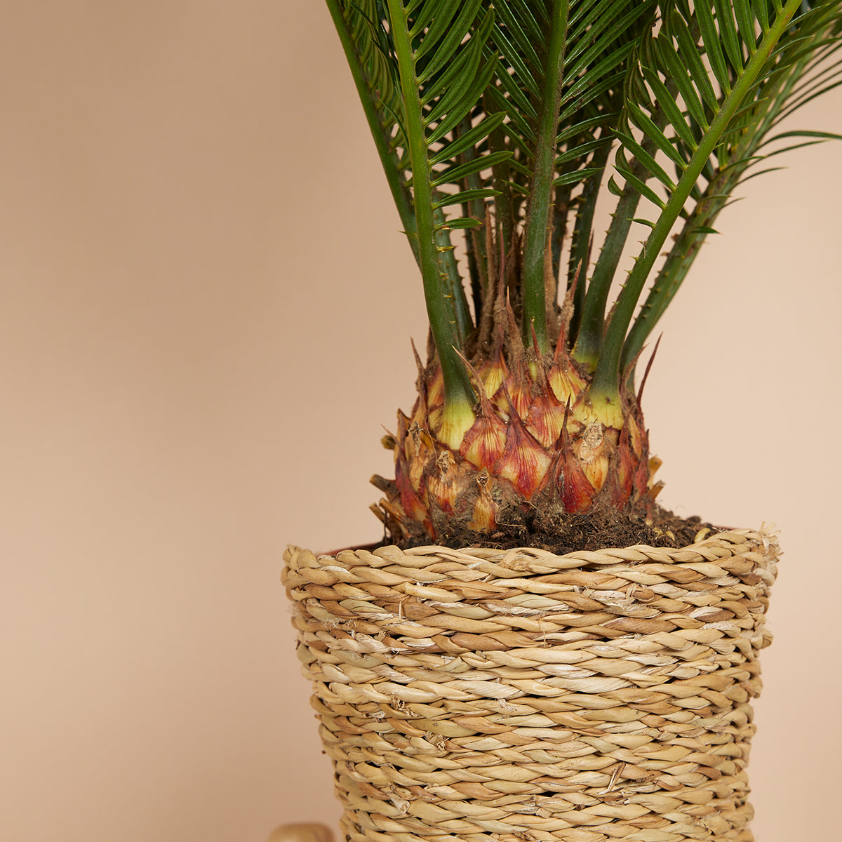 Cycas Revoluta – Indoor Plant